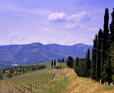 Vineyard of Castello di Volpaia   near Radda in Chianti Tuscany Italy          Chianti Classico