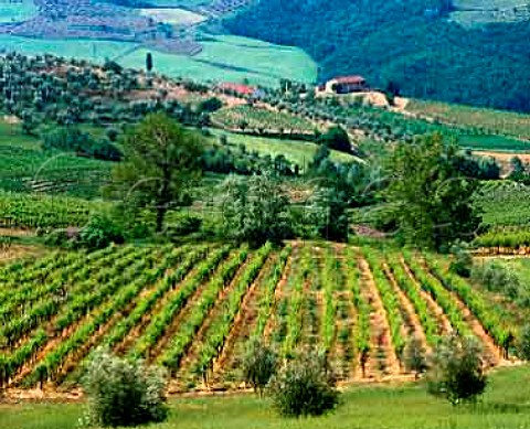 Vineyards and olive groves above the Arno River near   Pontassieve Tuscany Italy   Chianti Rufina