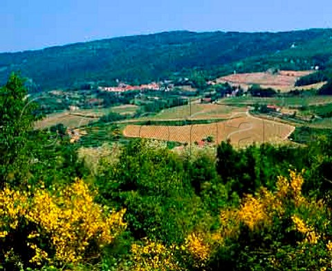 Vineyards around the village of Pomino some of the   highest in Tuscany Italy     Pomino