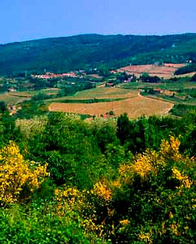 Vineyards around the village of Pomino some of the   highest in Tuscany Italy     Pomino