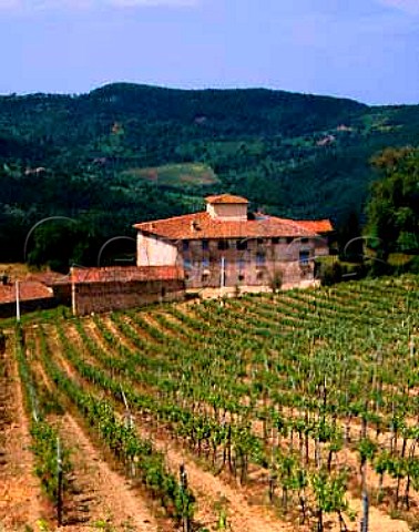Vineyard at Pomino Tuscany Italy  Pomino