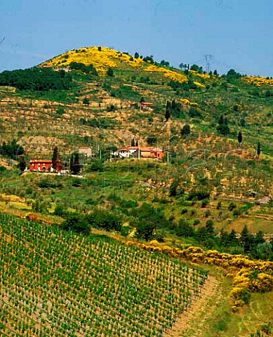 Vineyard of Tenuta di Capezzana Seano di   Carmignano Tuscany Italy   Carmignano