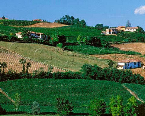 Vineyards near Costigliole dAsti Piemonte Italy