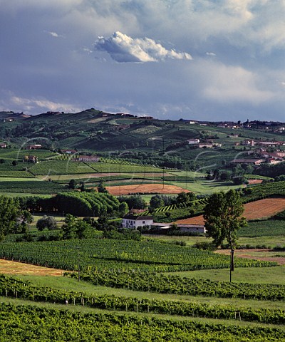 Vineyards near Boglietto south of Asti Piemonte Italy Barbera dAsti