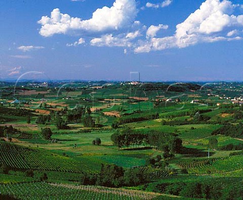 Vineyard landscape near Calosso Piemonte Italy     Asti region