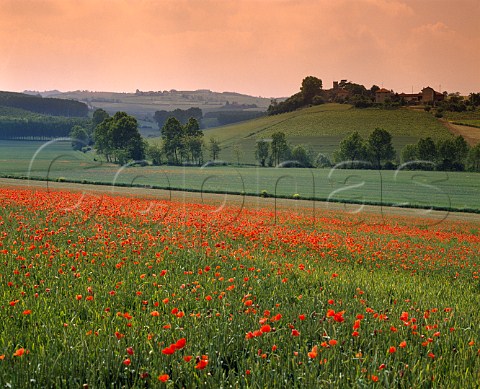 Vineyards and poppies near Rossignano Monferrato   Piemonte Italy