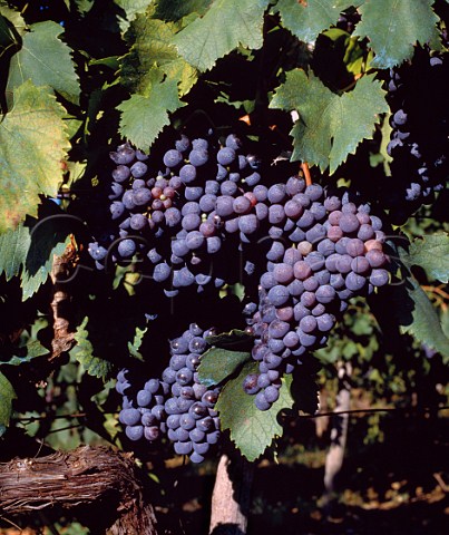 Sangiovese grapes Tuscany Italy