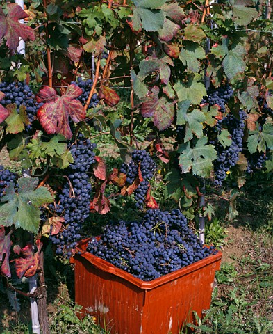 Harvested Dolcetto grapes in vineyard at La Morra Piemonte Italy Dolcetto dAlba
