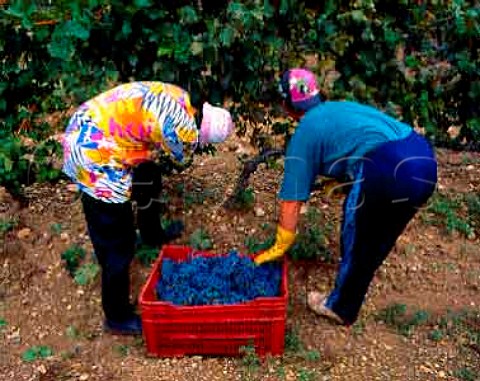 Harvesting Cabernet Sauvignon grapes in vineyard of   Sassicaia Bolgheri Tuscany Italy