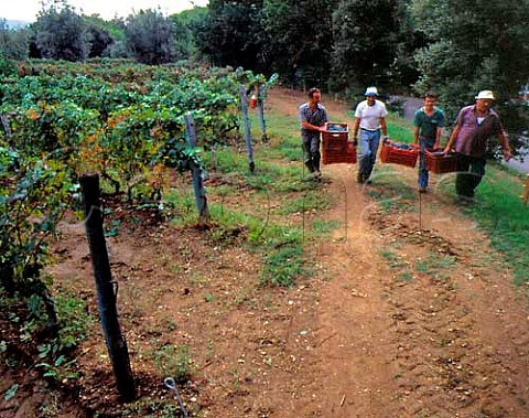 Harvesting Cabernet Sauvignon grapes in vineyard of   Sassicaia Bolgheri Tuscany Italy
