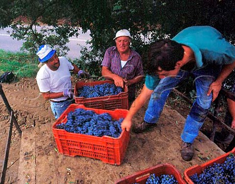 Harvested Cabernet Sauvignon grapes in vineyard of   Sassicaia Bolgheri Tuscany Italy