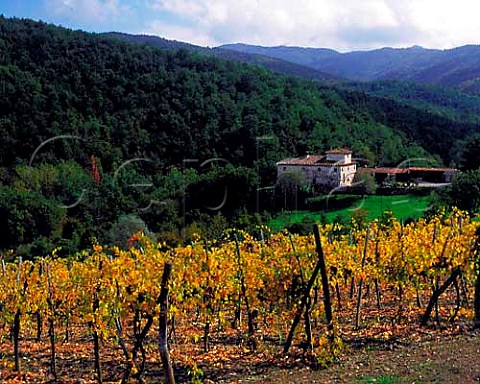 Autumnal vineyard at Rietine near Gaiole in Chianti  Tuscany Italy Chianti Classico