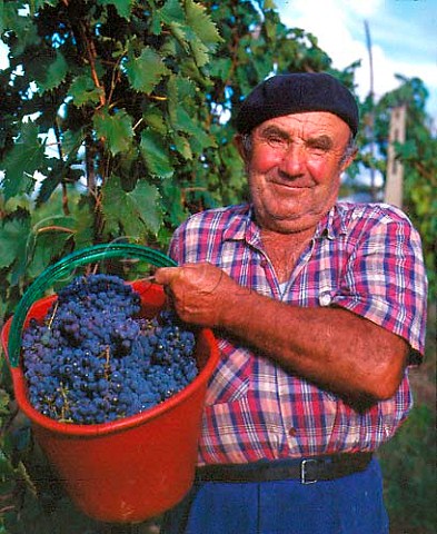 Picker with basket of Canaiolo grapes Isole e   Olena Tuscany Italy Chianti Classico
