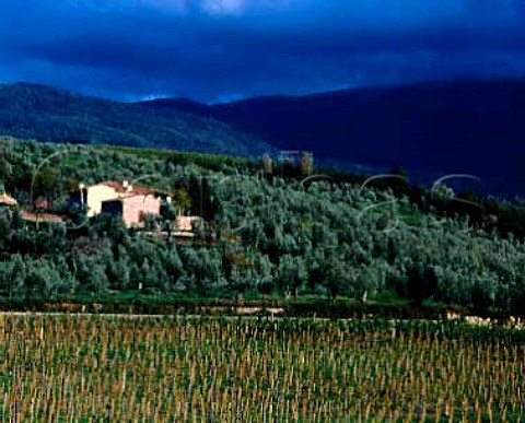 Vineyard and olive groves of Castello di Nipozzano    the property of Marchesi de Frescobaldi  with the   Apennines in the distance    Pontassieve Tuscany Italy   Chianti Rufina
