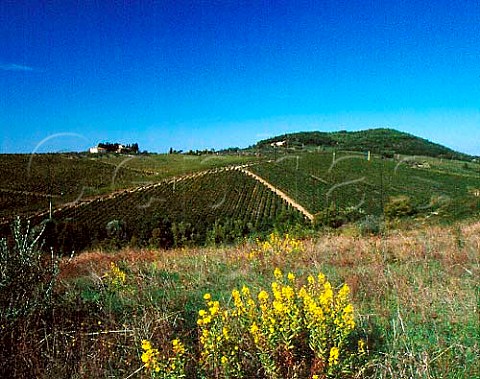 The Tignanello vineyard of Marchesi L  P Antinori   on their Santa Cristina Estate near Mercatale Val di   Pesa Tuscany Italy