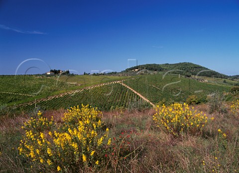 The Tignanello vineyard of Antinori on   their Santa Cristina Estate at Mercatale Val di Pesa Tuscany Italy