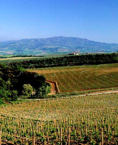 Vinyards at Argiano near Montalcino Tuscany   Italy Brunello di Montalcino etc