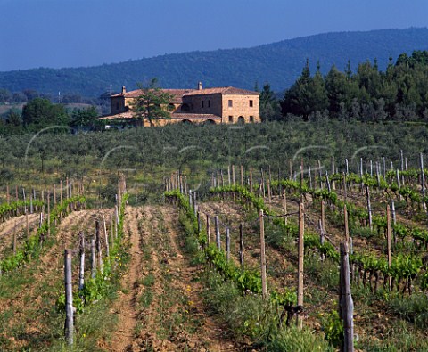 Vineyard on the Castel Giocondo Estate of   Frescobaldi near Montalcino Tuscany Italy