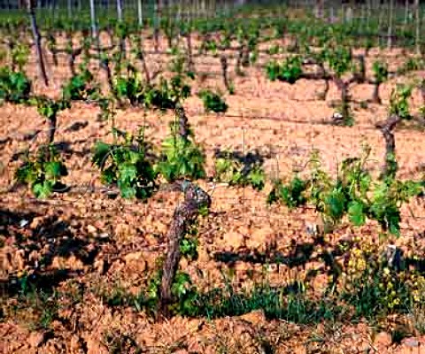 Spring foliage of vines on the Castelgiocondo Estate   of Frescobaldi near Montalcino   Tuscany Italy