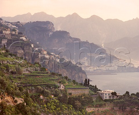 View along the coast towards Amalfi from Conca dei Marini with terraced vineyards and citrus groves on the slopes Campania Italy