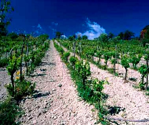 Vineyard near Bianco Calabria Italy   DOC Greco di Bianco