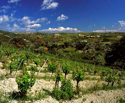 Vineyard near Bianco Calabria Italy DOC Greco di   Bianco
