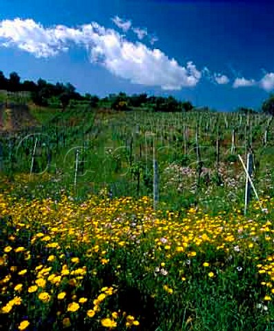 Vineyard and spring flowers near Bianco   Calabria Italy   DOC Greco di Bianco