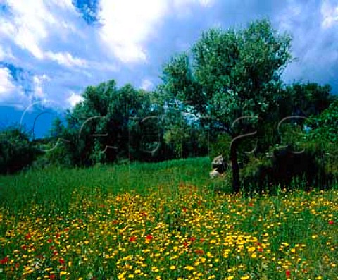 Spring flowers in olive grove near Caraffa del   Bianco Calabria Italy   DOC Greco di Bianco
