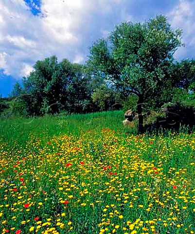 Spring flowers in olive grove near Caraffa del   Bianco Calabria Italy DOC Greco di Bianco