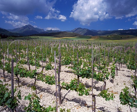 Vineyard on limestone soil near Bianco Calabria Italy   DOC Greco di Bianco