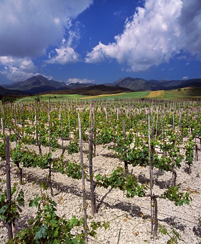 Vineyard in spring near Bianco Calabria Italy Greco di Bianco