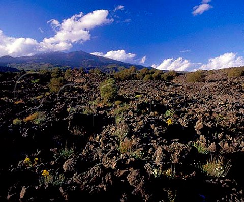 Wild plants and shrubs growing in the lava on the southern slopes of Mount Etna    Sicily