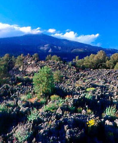Wild plants and shrubs establishing themselves in   the lava on the southern slopes of Mount Etna    Sicily