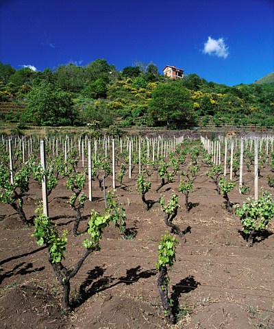 Vineyard at Monterosso on the southeastern slopes of Mount Etna Sicily  DOC Etna