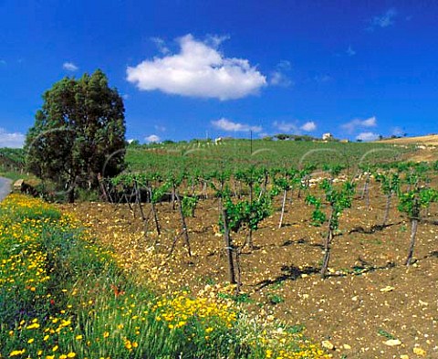Spring flowers alongside vineyard in the Comarca di   Naro plateau near Naro Agrigento province Sicily