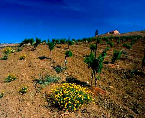 Vineyard and spring flowers near Ribera   Agrigento Province Sicily