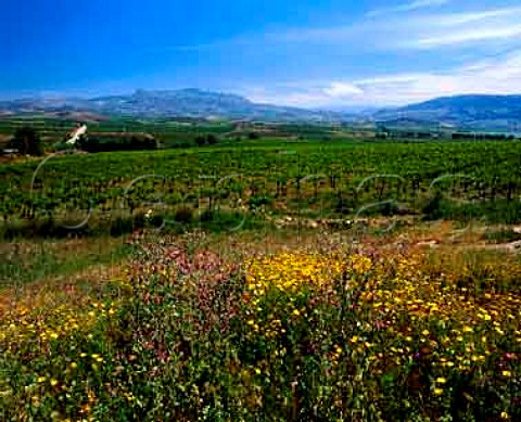 Vineyard near Sambuca di Sicilia   Agrigento Province Sicily