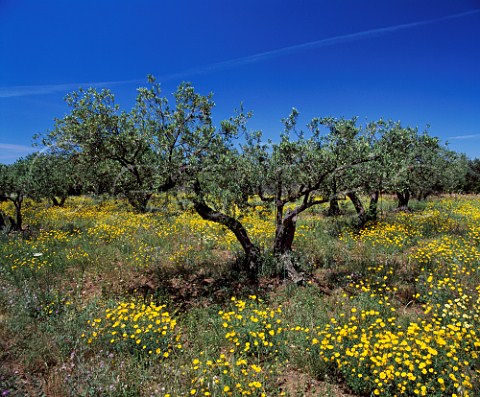 Spring flowers in olive grove near Sciacca   Agrigento Province Sicily Italy