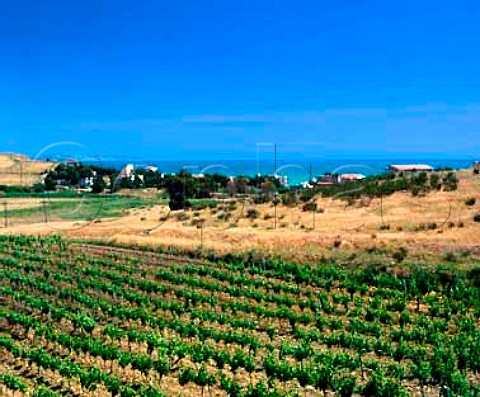 Vineyard by the sea at Porto Paulo near Menfi   Agrigento Province Sicily