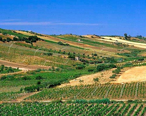 Vineyards near Menfi Agrigento Province Sicily   Italy