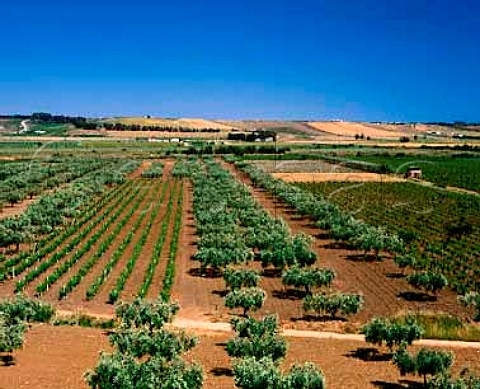 Vineyards and olive groves near Menfi   Agrigento Province Sicily