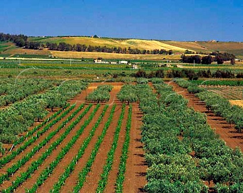 Vineyards and olive groves near Menfi Agrigento   Province Sicily Italy