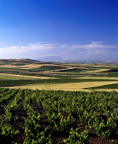 Vineyard landscape east of Marsala   Trapani province Sicily  DOC Marsala