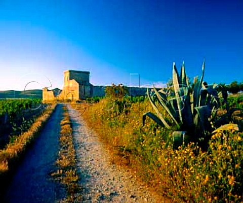 Yucca plant and old buildings amidst the vineyards   east of Marsala Trapani province Sicily    DOC Marsala