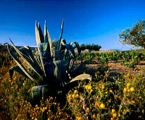 Yucca plant alongside vineyard east of Marsala   Trapani province Sicily     DOC Marsala