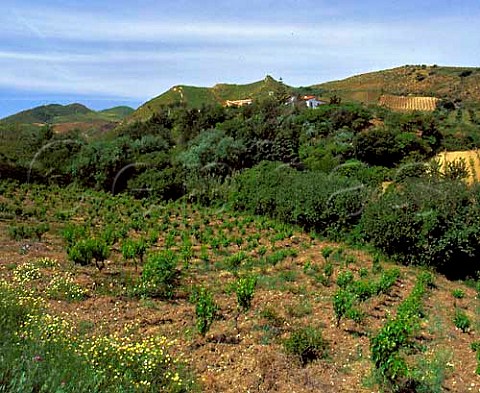 Vineyards near Vita Trapani province Sicily   Italy     DOC Marsala