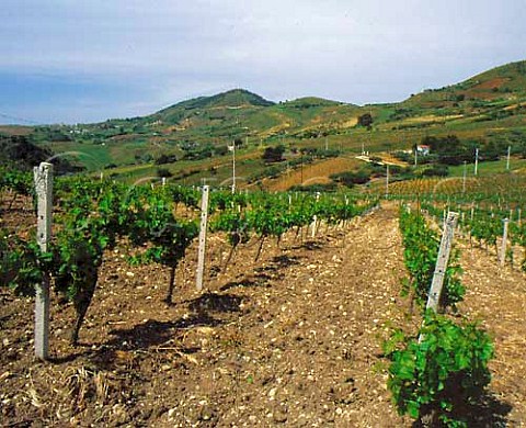 Vineyards near Vita Trapani province Sicily   Italy    DOC Marsala