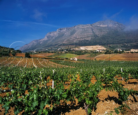 Vineyards near Castellammare del Golfo   Trapani province Sicily Italy DOC Marsala