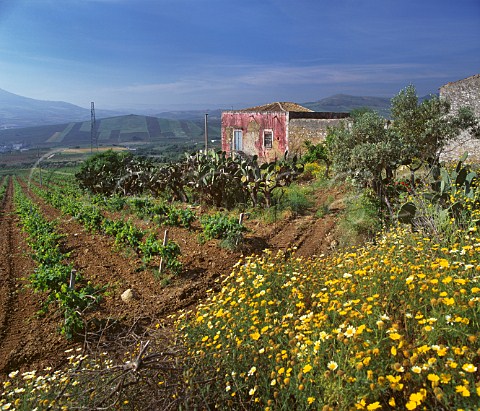 Vineyard and Prickly Pear cactii Alcamo   Trapani province Sicily DOCs Marsala and Alcamo