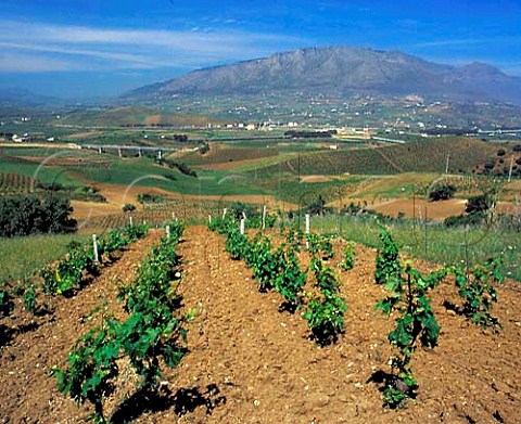 Vineyards near Alcamo with Monte Inici beyond   Trapani province Sicily Italy   DOCs Alcamo and   Marsala